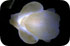 Chicken of Light/ design/ 2004